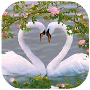 Witte zwanen
