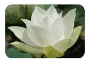 lotusbloem